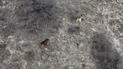 Kış uykusundan uyanan ayılar objektiflere yakalandı