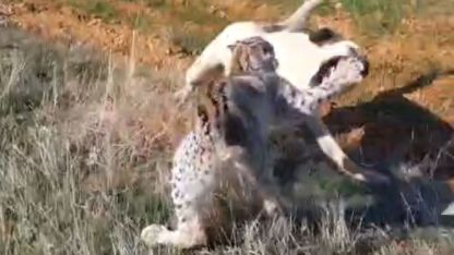 Malatya’da vaşak-köpek kavgası kamerada