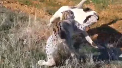 Malatya’da vaşak-köpek kavgası kamerada