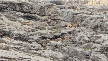 Hakkari Sümbül Dağı’nda sürü halinde dağ keçisi görüntülendi