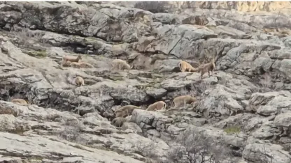 Hakkari Sümbül Dağı’nda sürü halinde dağ keçisi görüntülendi