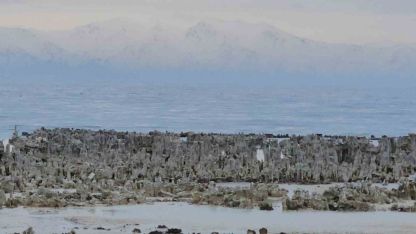 Van Gölü'nün  Adilcevaz sahilinde mikrobiyalitler gün yüzüne çıktı