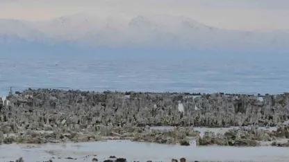 Van Gölü'nün  Adilcevaz sahilinde mikrobiyalitler gün yüzüne çıktı