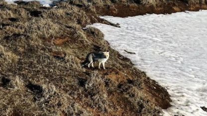 Bitlis'in karlı arazisinde yiyecek arayan tilki dron kamerasına yansıdı