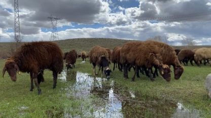 Patnos'ta 120 bin lira maaşa rağmen çoban bulunamıyor