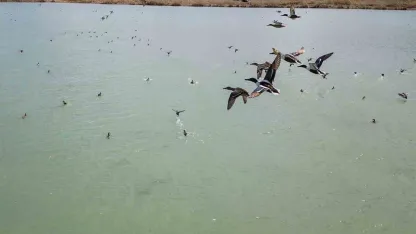 Van Gölü’nde nesli tehlike altındaki Dikkuyruk görüntülendi