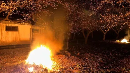 Kayısı bahçelerini ateş ve dumanla donmaya karşı koruyorlar