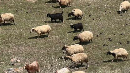 Yüksekova’da küçükbaş hayvanlar meraya çıktı