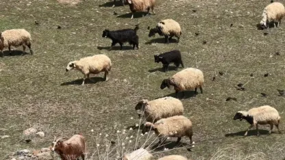 Yüksekova’da küçükbaş hayvanlar meraya çıktı