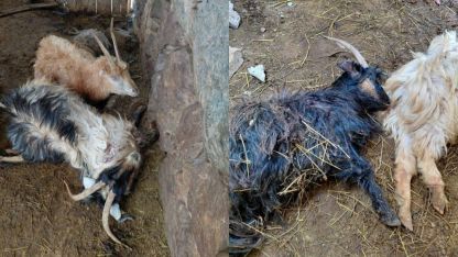 Hakkari’de kurt saldırısı, çok sayıda hayvan telef oldu