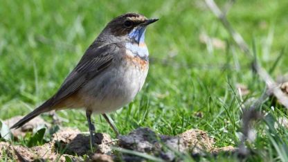 Göçmen Kuşlar Vangölü Semalarında