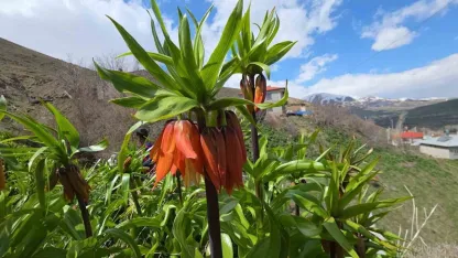 Van’2n Gevaş ilçesinde açan ters laleler göz kamaştırıyor