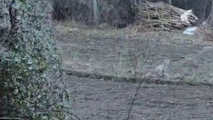 Tortum’da nesli tükenme tehlikesinde olan vaşak görüntülendi