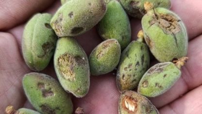 Dolu yağışı kayısı bahçelerine zarar verdi