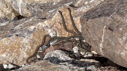 Yüksekovada Brezilyanın "Yılan Adası"nı Andıran Görüntüler