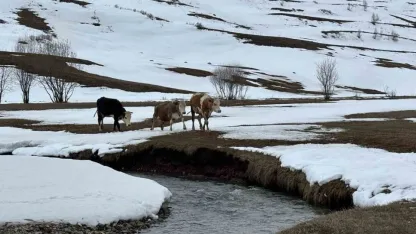 Kış mevsiminin uzaması hayvancılığı vurdu