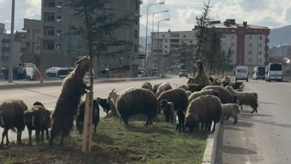 Trafikte koyun sürüsü tehlikesi