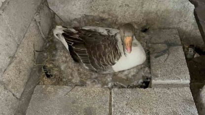 Kazlar kuluçkada, Kars'ta köylerde seferberlik başladı