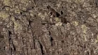 Malatya’da ayı ve yavrusu görüntülendi