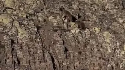 Malatya’da ayı ve yavrusu görüntülendi