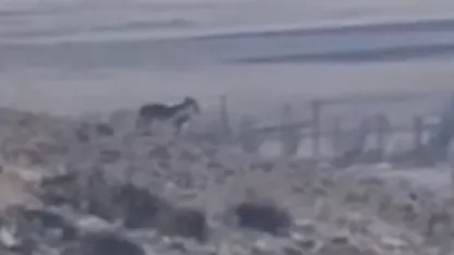 Van Özalp’te sürüye saldırmak için fırsat kollayan kurtlar görüntülendi