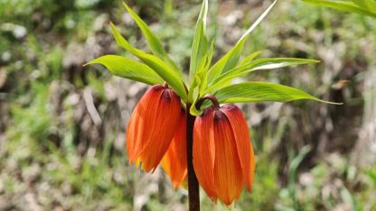 Ters laleler ziyaretçilerin ilgi odağı oldu