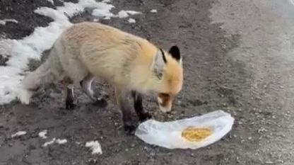 İspir'de gezen tilki nasibini buldu