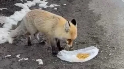 İspir'de gezen tilki nasibini buldu