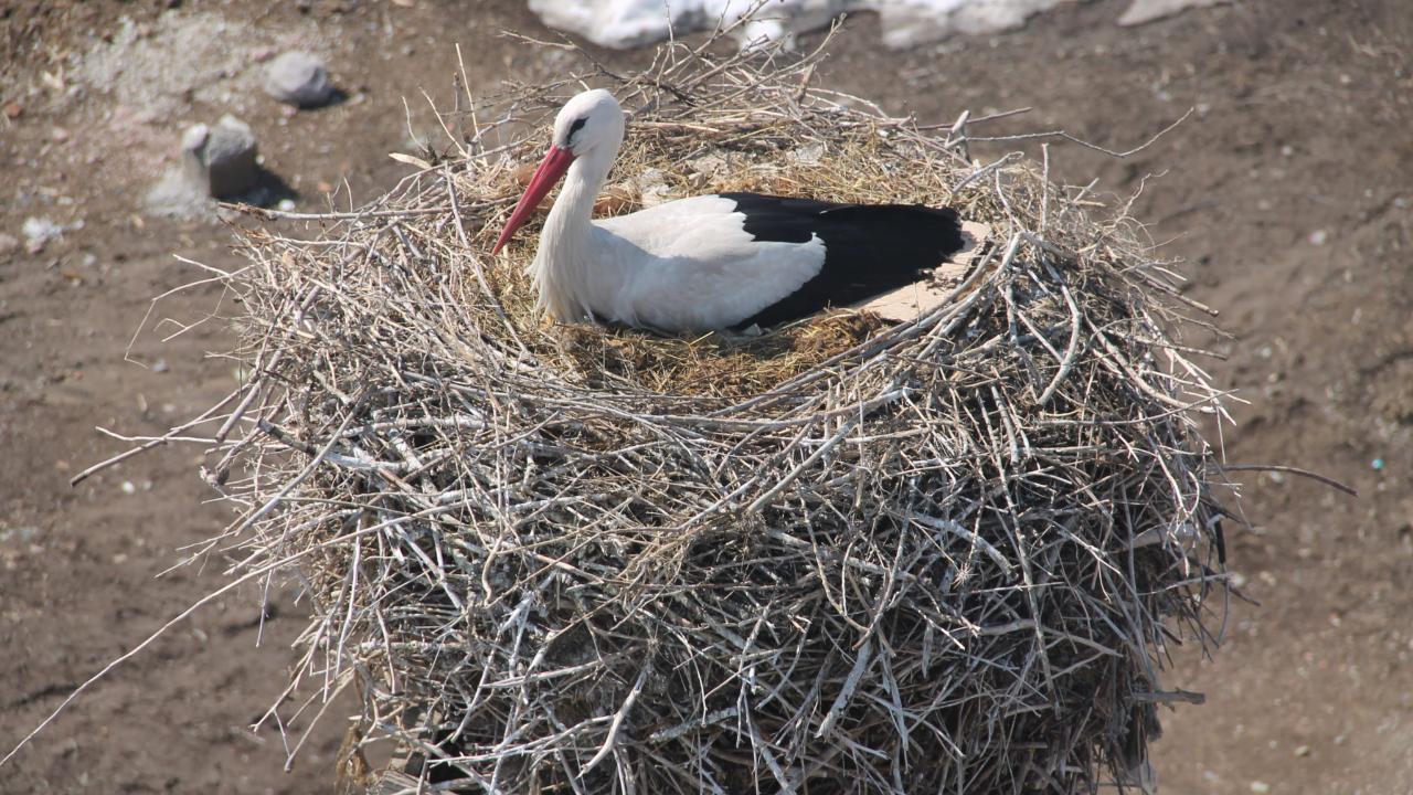 Ağrı’da Bahar geldi, leylekler yuvasına döndü