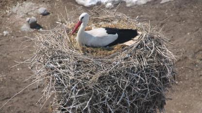 Ağrı’da Bahar geldi, leylekler yuvasına döndü