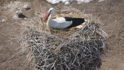 Ağrı’da Bahar geldi, leylekler yuvasına döndü