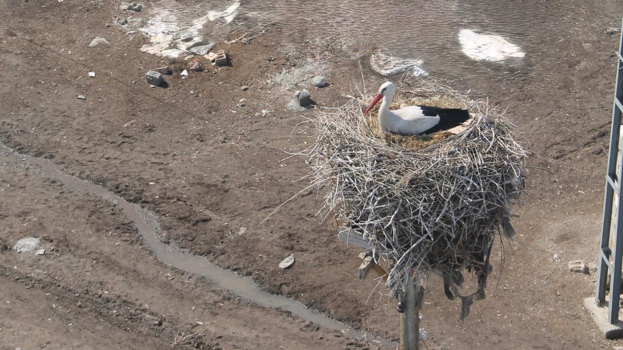 Ağrı’da Bahar geldi, leylekler yuvasına döndü