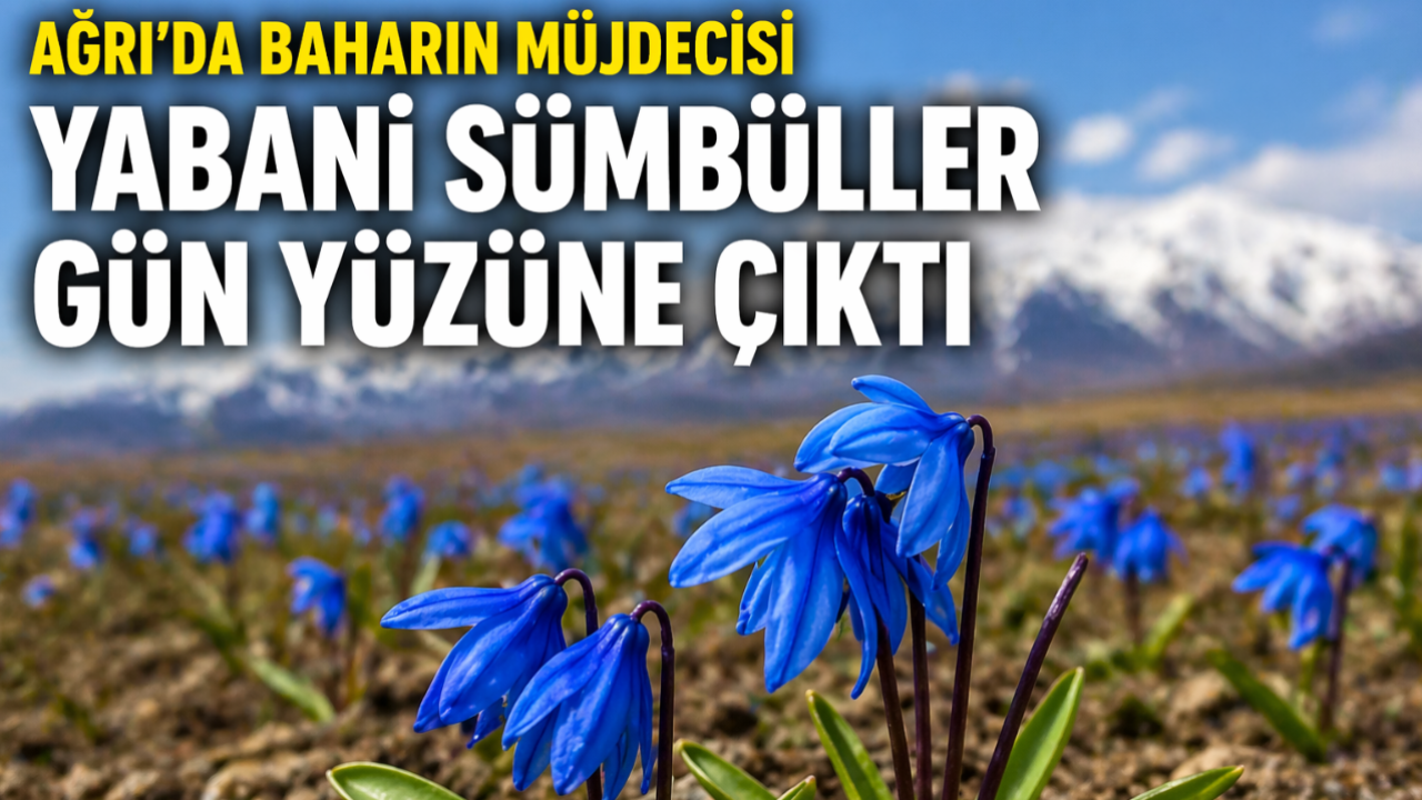 Ağrı’da Baharın Müjdecisi Yabani Sümbüller Gün Yüzüne Çıktı