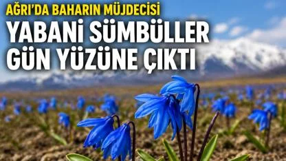 Ağrı’da Baharın Müjdecisi Yabani Sümbüller Gün Yüzüne Çıktı