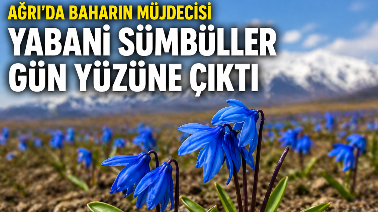 Ağrı’da Baharın Müjdecisi Yabani Sümbüller Gün Yüzüne Çıktı