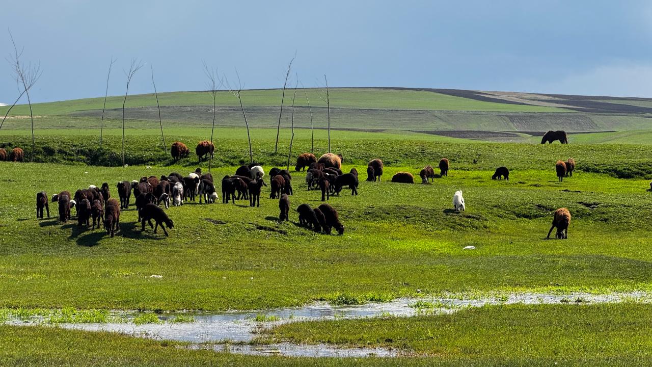 Ağrı’da baharla birlikte meralar canlandı