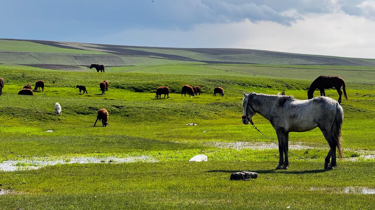 Ağrı’da baharla birlikte meralar canlandı