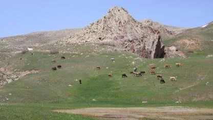 Ağrı’da besiciler hayvanlarını doğayla buluşturdu