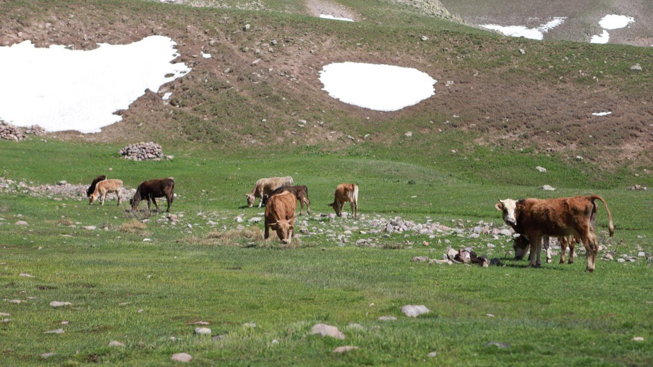 Ağrı’da besiciler hayvanlarını doğayla buluşturdu