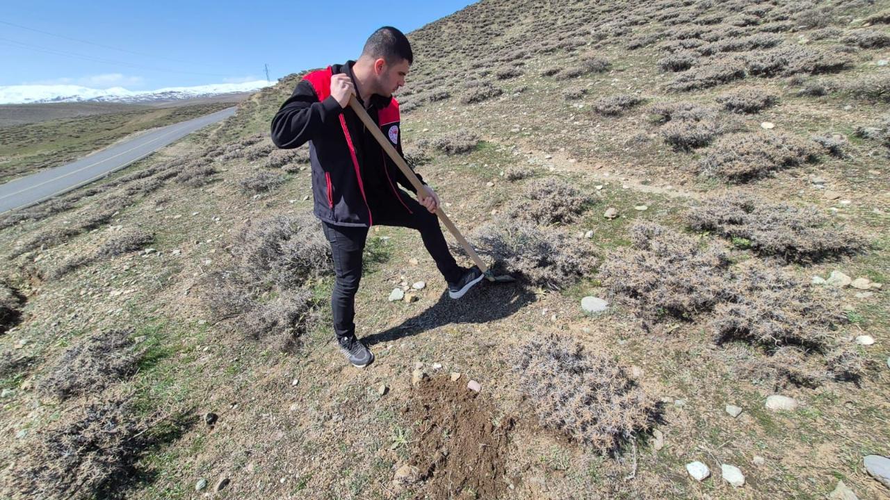 Ağrı’da buğday tarlalarında süneye karşı seferberlik