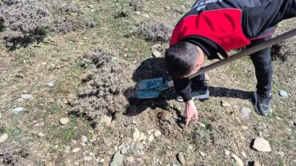 Ağrı’da buğday tarlalarında süneye karşı seferberlik