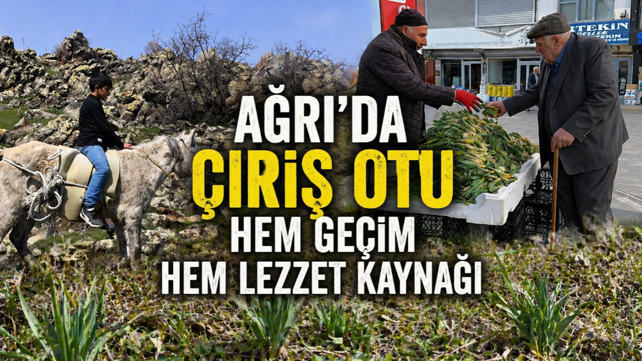 Ağrı’da çiriş otu hem geçim hem lezzet kaynağı