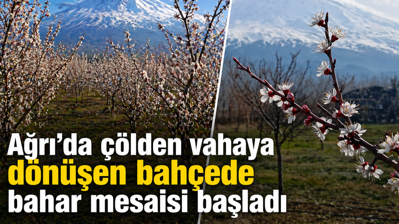 Ağrı’da çölden vahaya dönüşen bahçede bahar mesaisi başladı