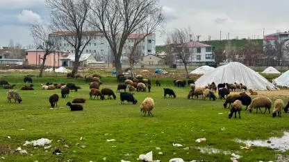 Ağrı’da mahalle araları koyunlarla süslendi
