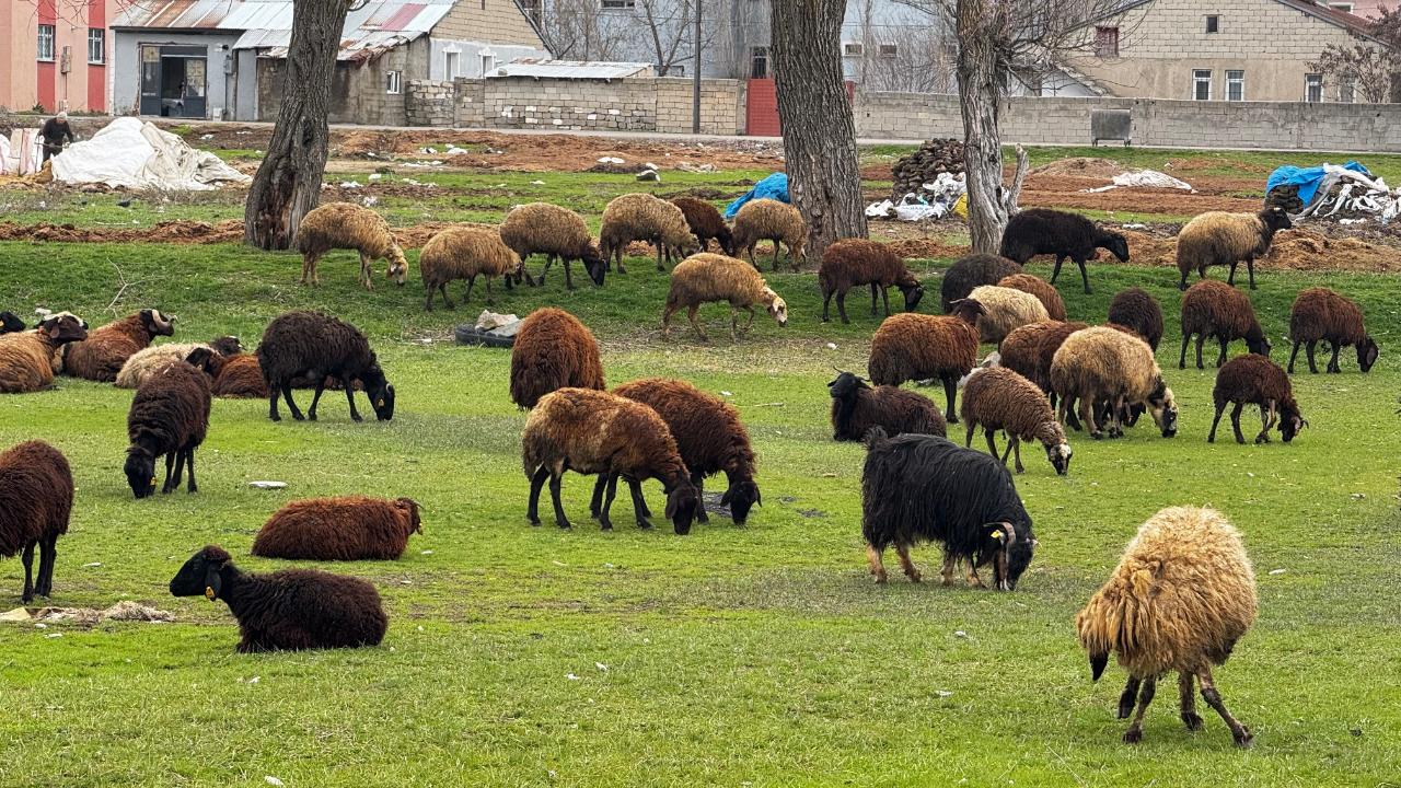Ağrı’da mahalle araları koyunlarla süslendi