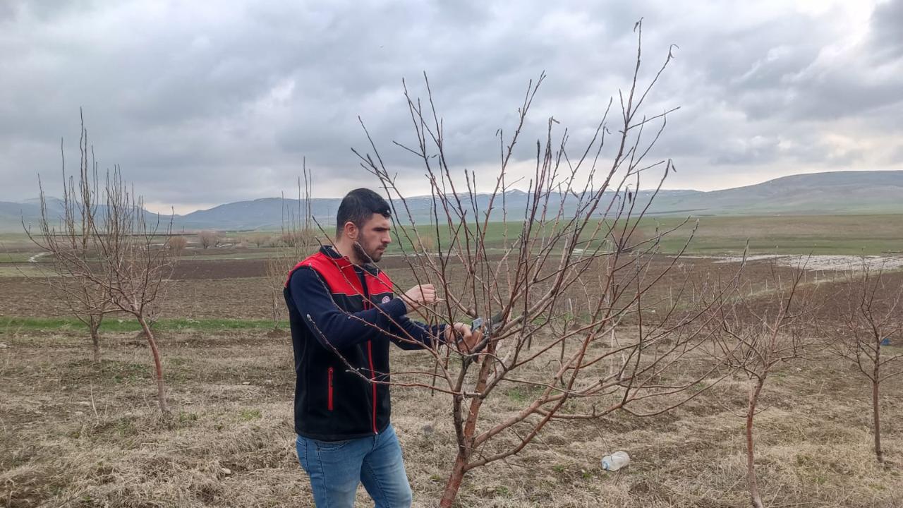Ağrı’da meyve bahçelerinde budama sezonu başladı