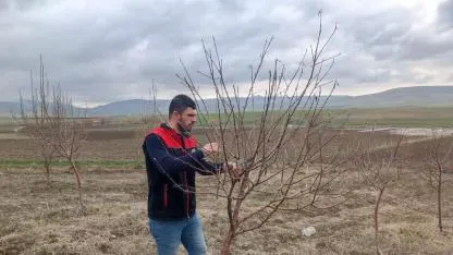 Ağrı’da meyve bahçelerinde budama sezonu başladı