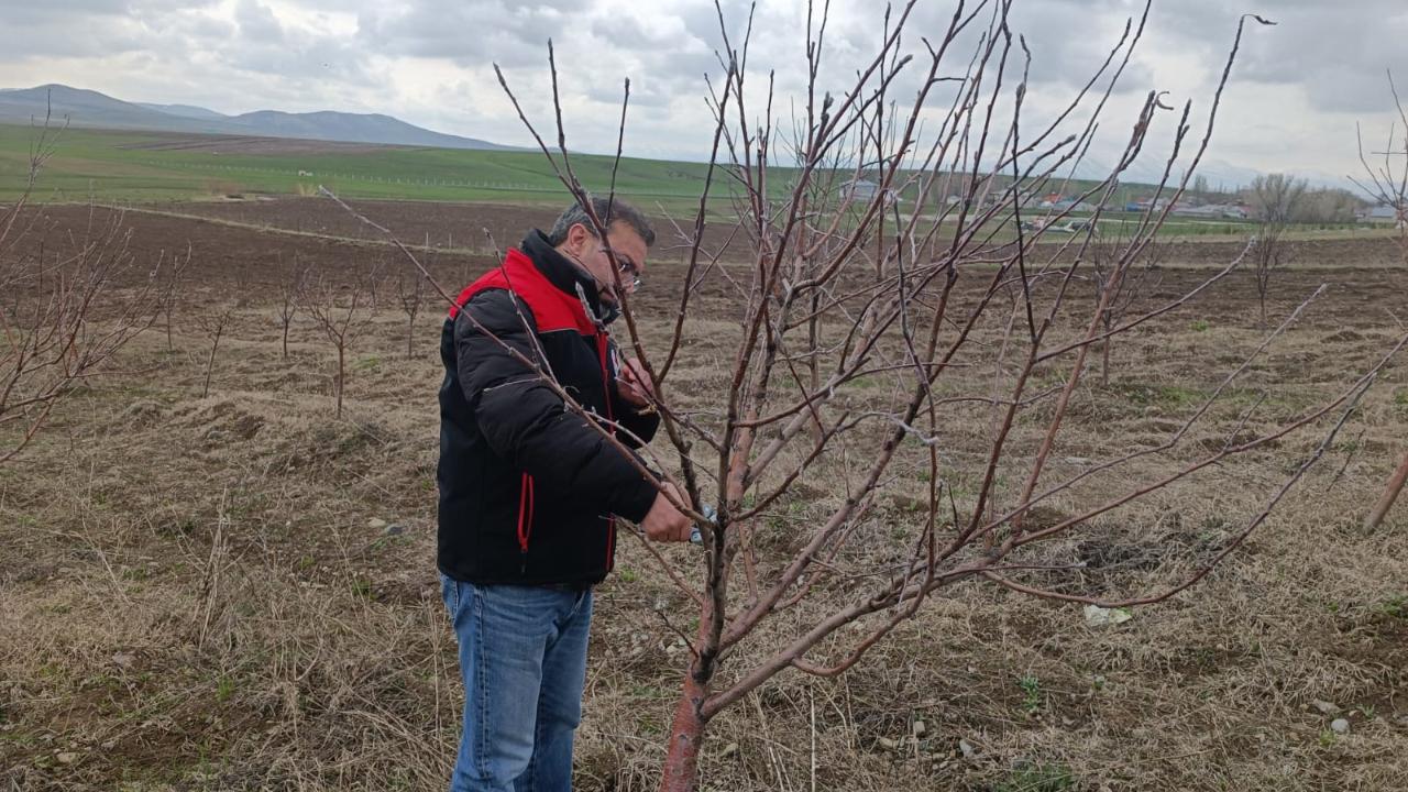 Ağrı’da meyve bahçelerinde budama sezonu başladı