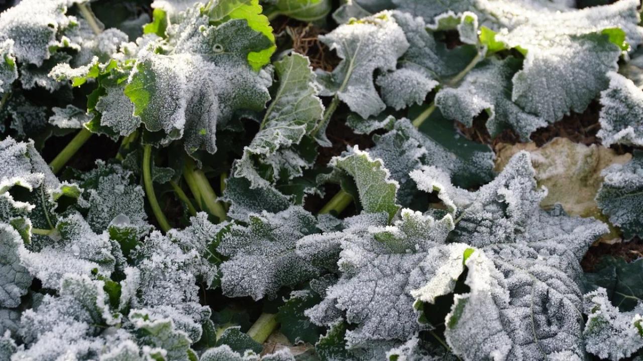 Ağrı’da Üreticilere Zirai Don Uyarısı