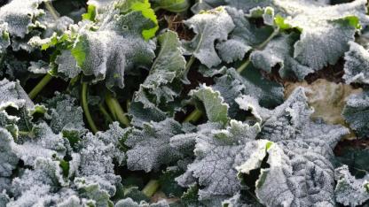 Ağrı’da Üreticilere Zirai Don Uyarısı